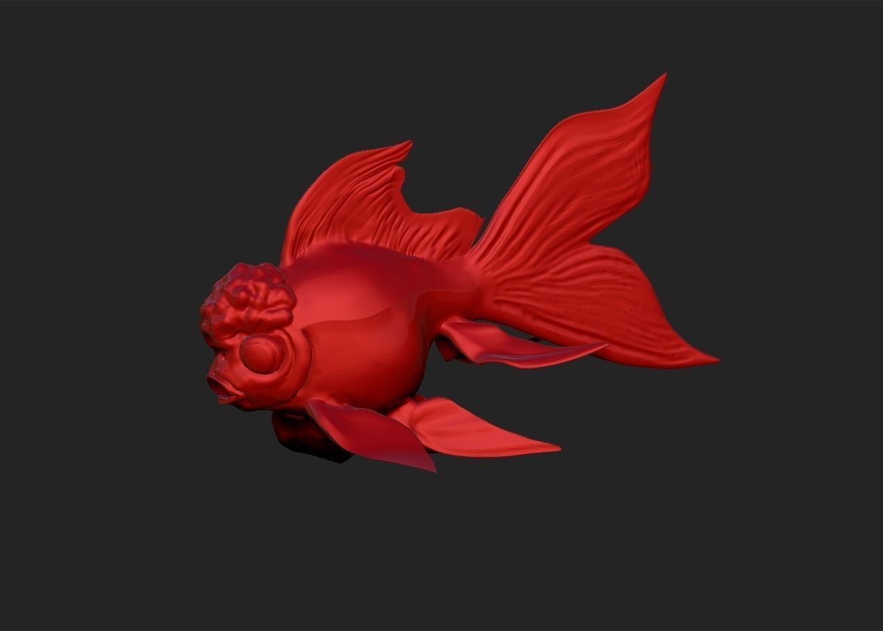 Oranda goldfish simple model 3D print model_1