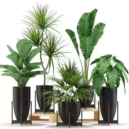 Plants collection 352