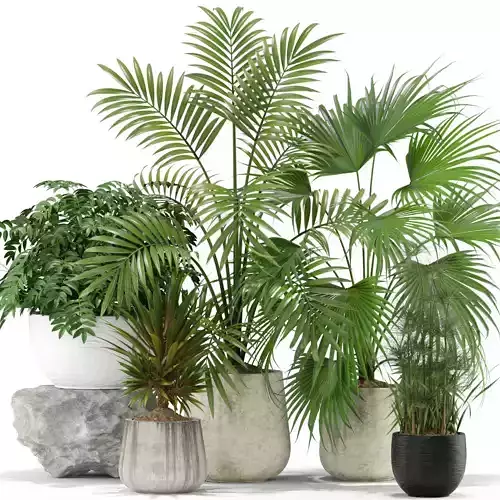 Plants collection 353 3D model
