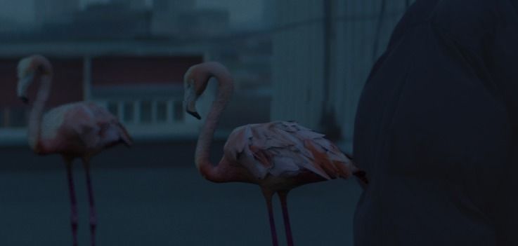 Flamingo in field at night 3D model_1