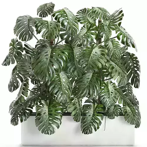Monstera in a white pot for the interior 669