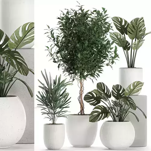 Plants in a white pot for the interior 670