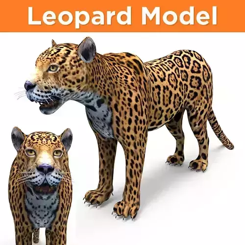 3D Leopard low poly model jaguar Low-poly 3D model