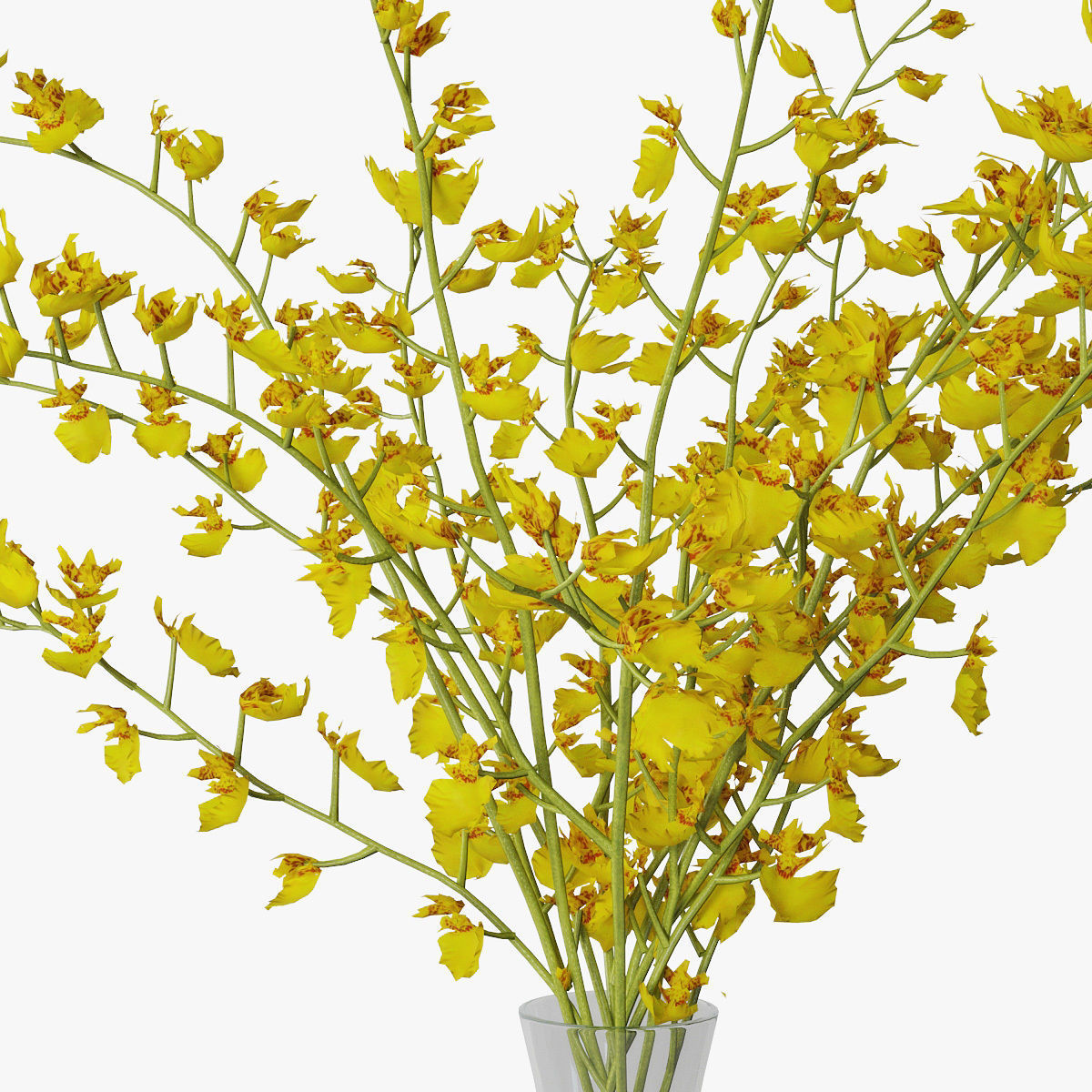 Orchid oncidium 3D model_13