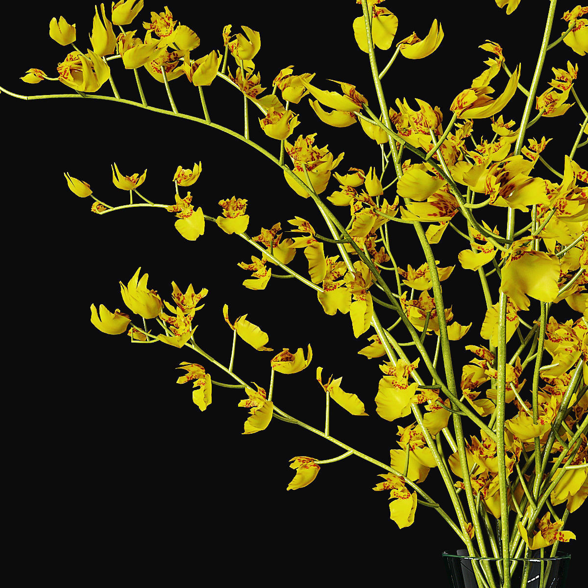 Orchid oncidium 3D model_5