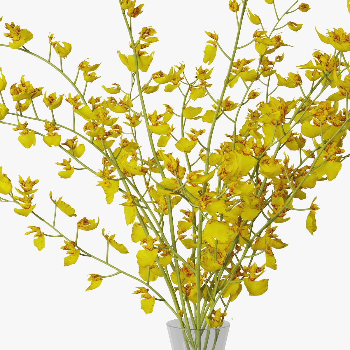 Orchid oncidium 3D model_15