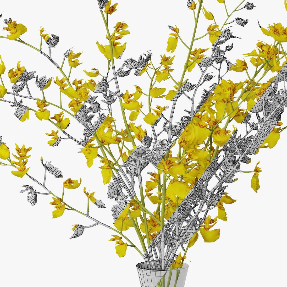 Orchid oncidium 3D model_17