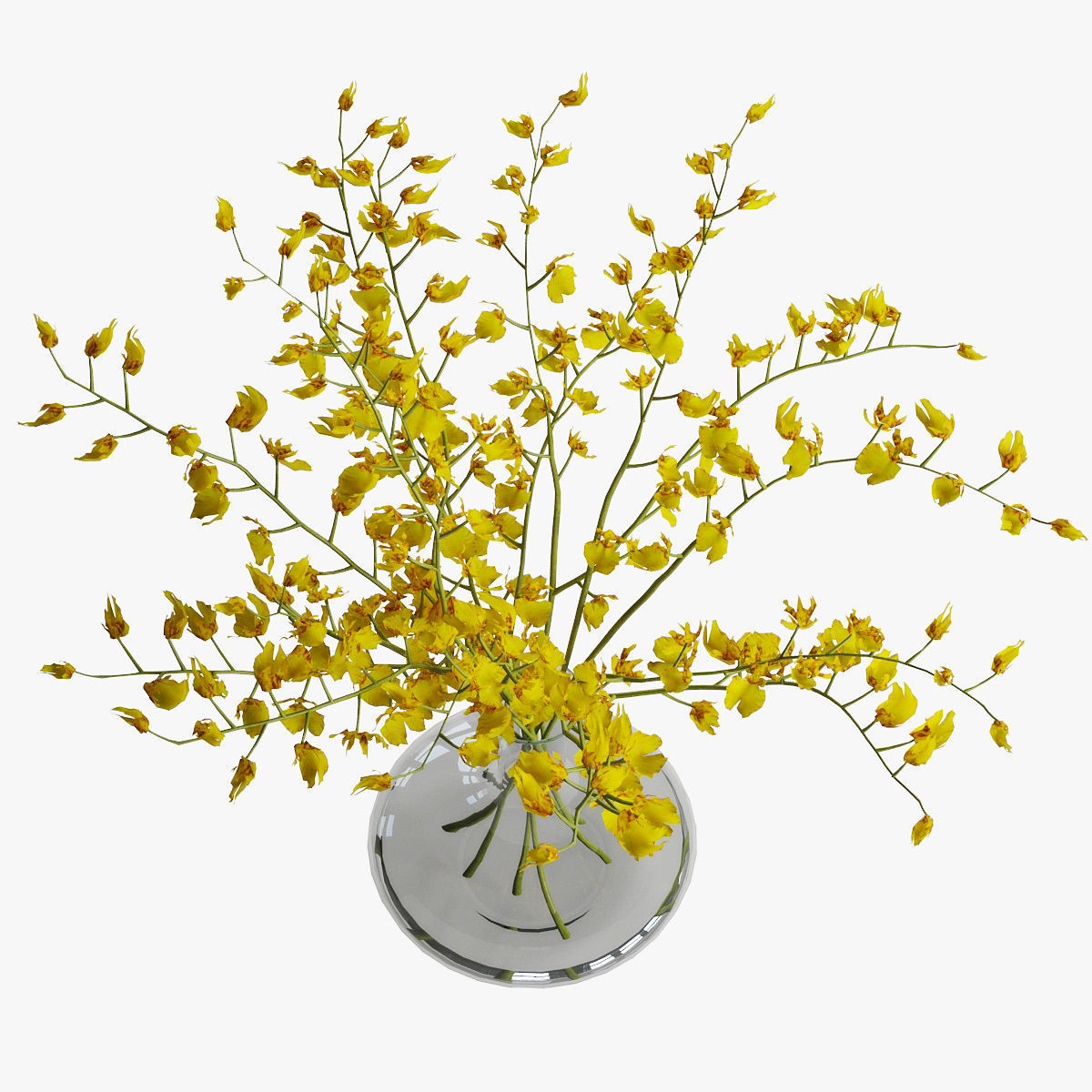 Orchid oncidium 3D model_10