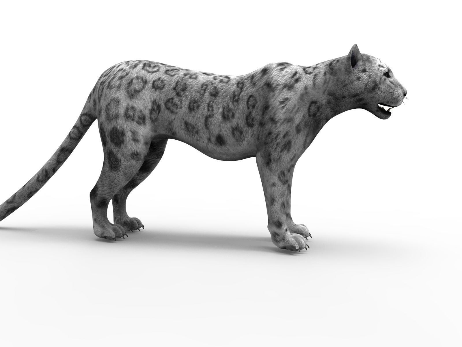 Game ready White Leopard 3D Low-poly 3D model_5