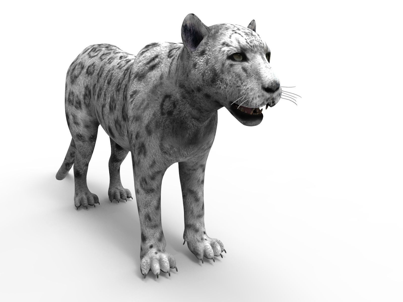 Game ready White Leopard 3D Low-poly 3D model_7