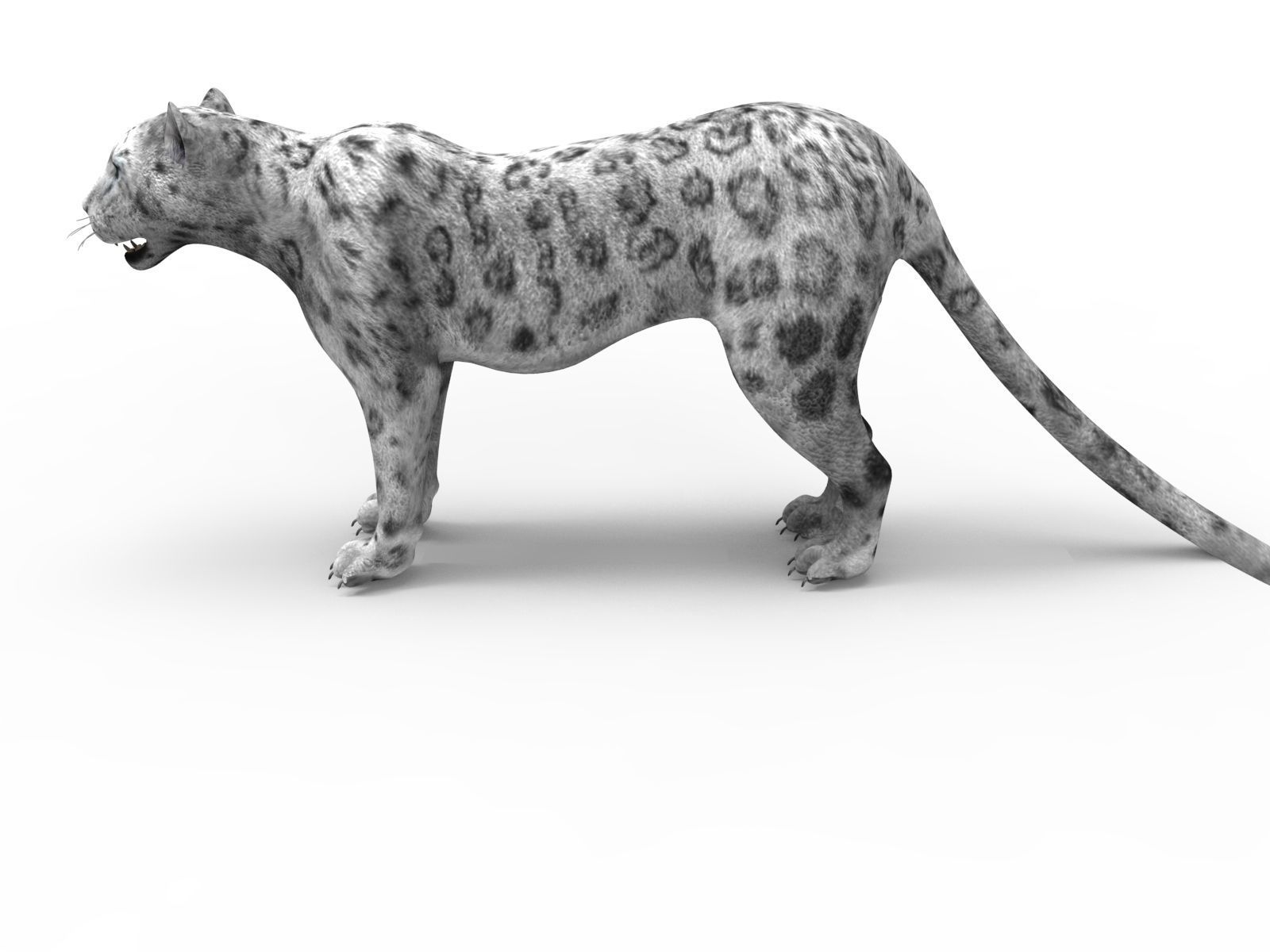 Game ready White Leopard 3D Low-poly 3D model_2