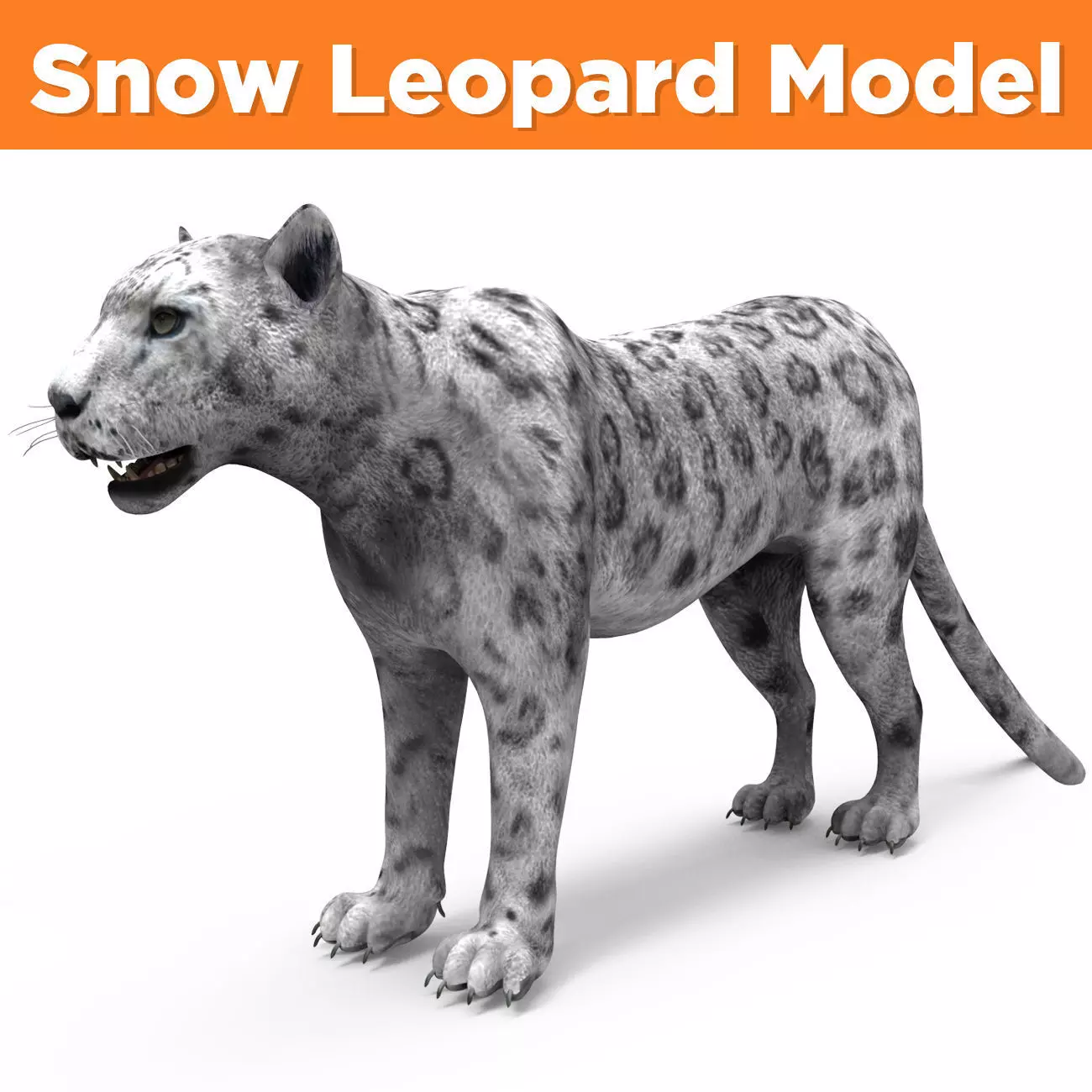 Game ready White Leopard 3D Low-poly 3D model_0