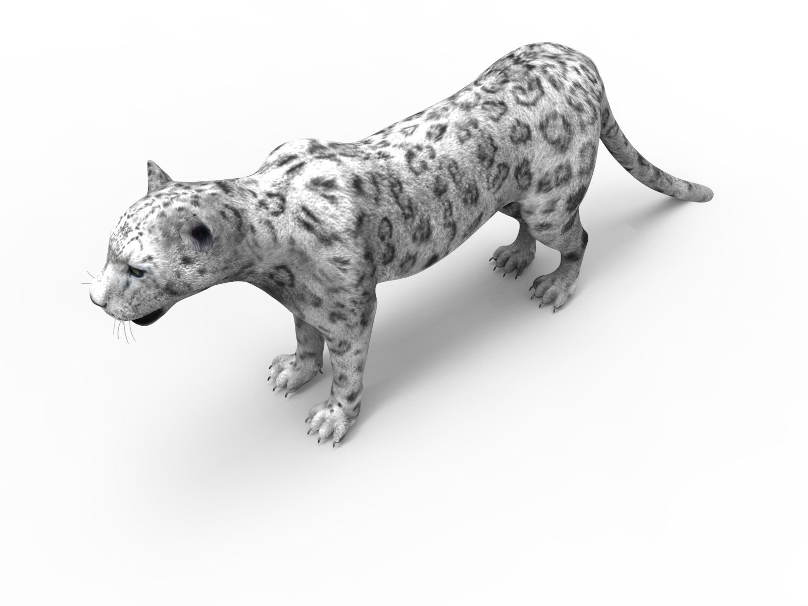 Game ready White Leopard 3D Low-poly 3D model_1