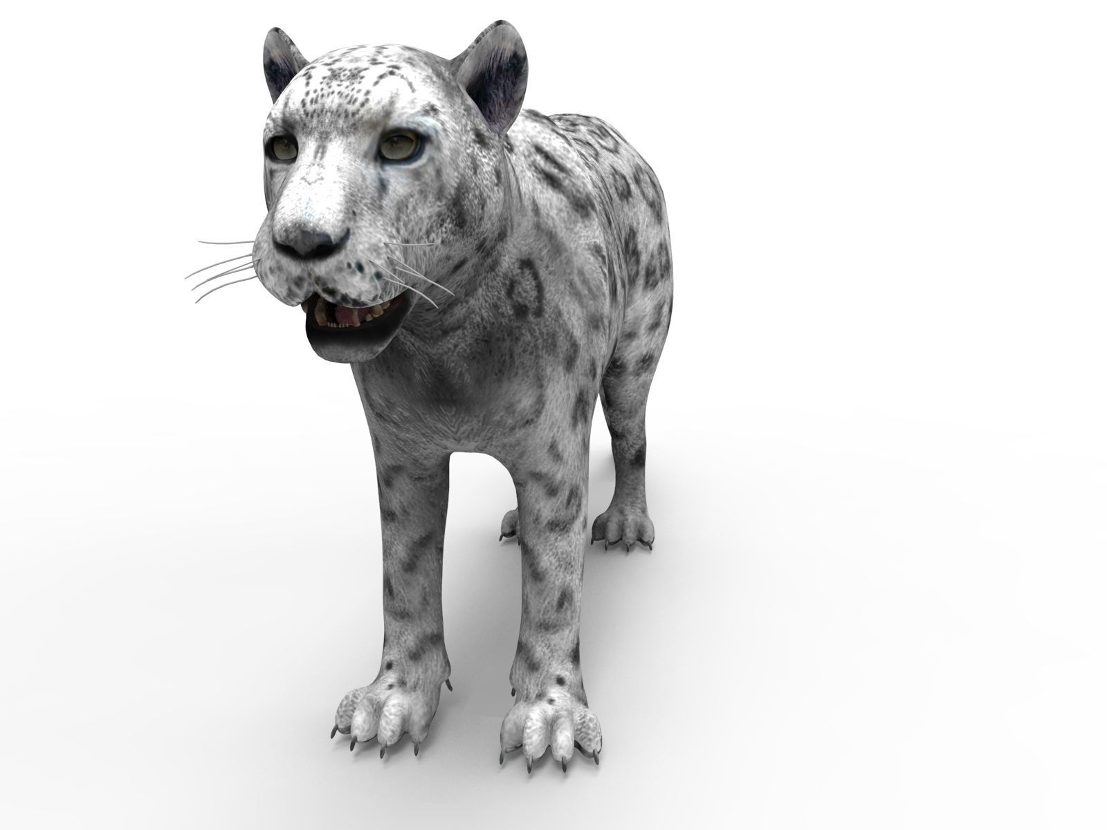 Game ready White Leopard 3D Low-poly 3D model_6