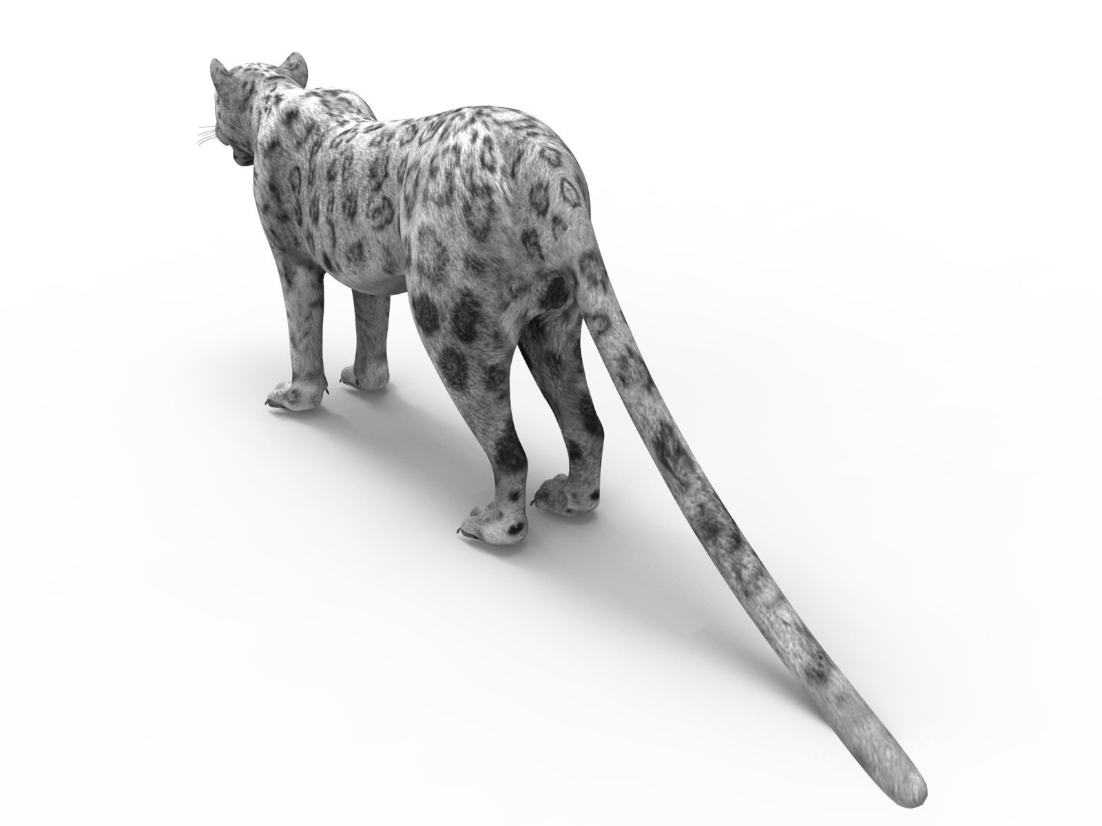 Game ready White Leopard 3D Low-poly 3D model_3
