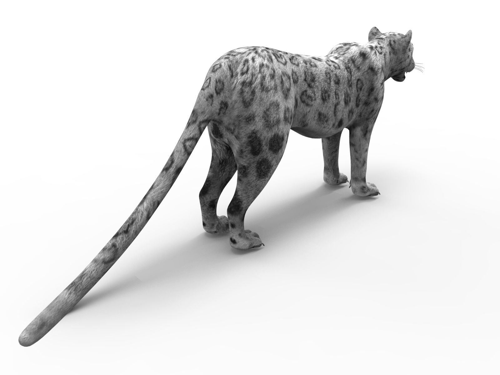 Game ready White Leopard 3D Low-poly 3D model_4