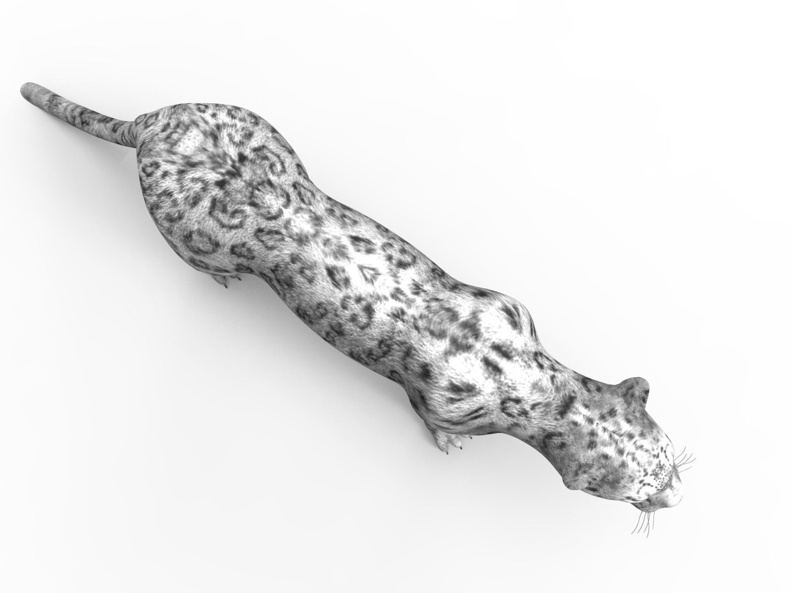 Game ready White Leopard 3D Low-poly 3D model_8