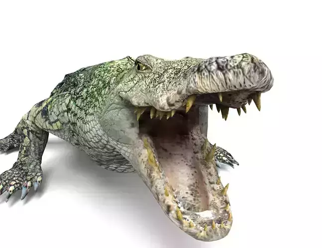 3D crocodile alligator Model  Low-poly 3D model