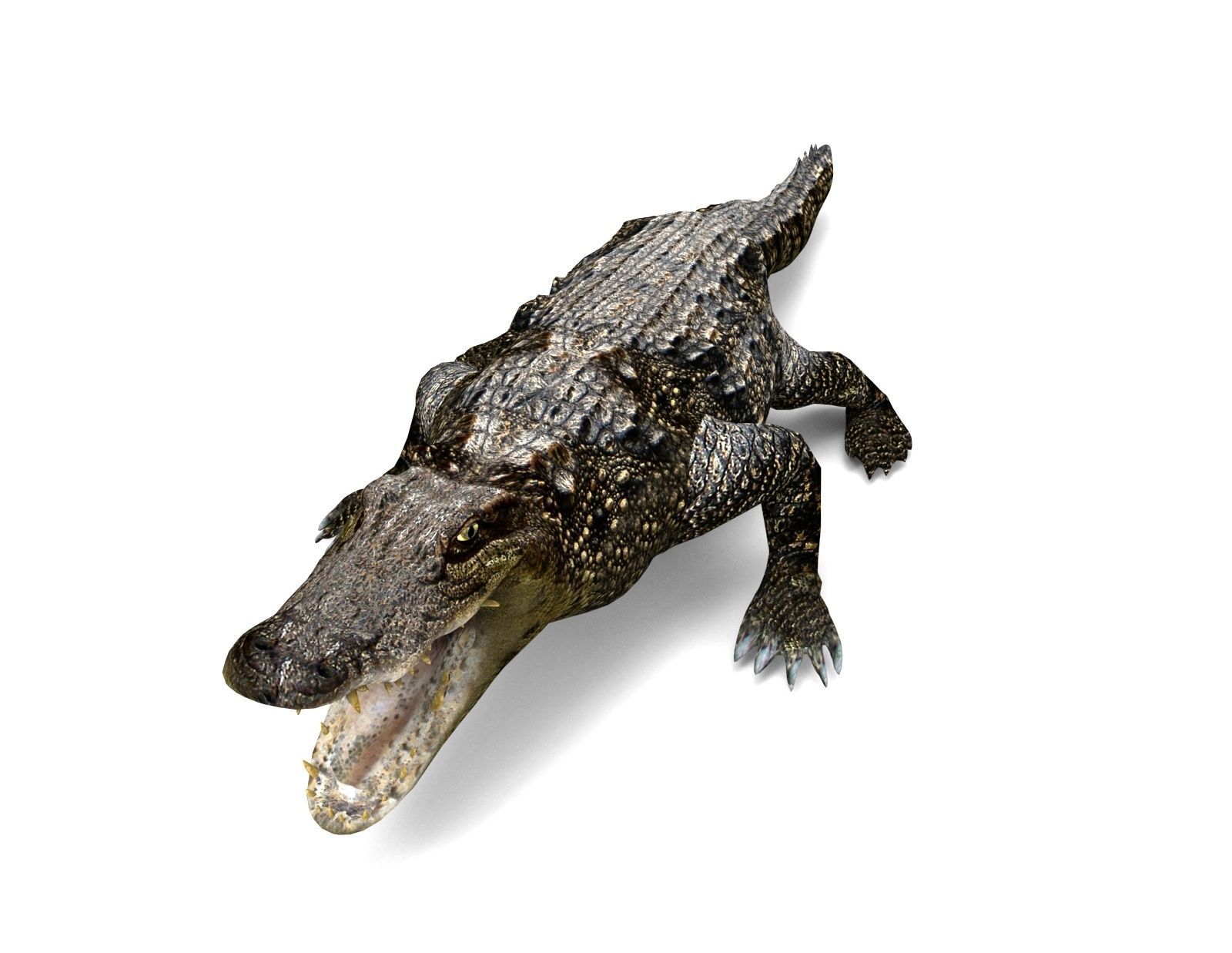 3D Model crocodile alligator  Low-poly 3D model_6