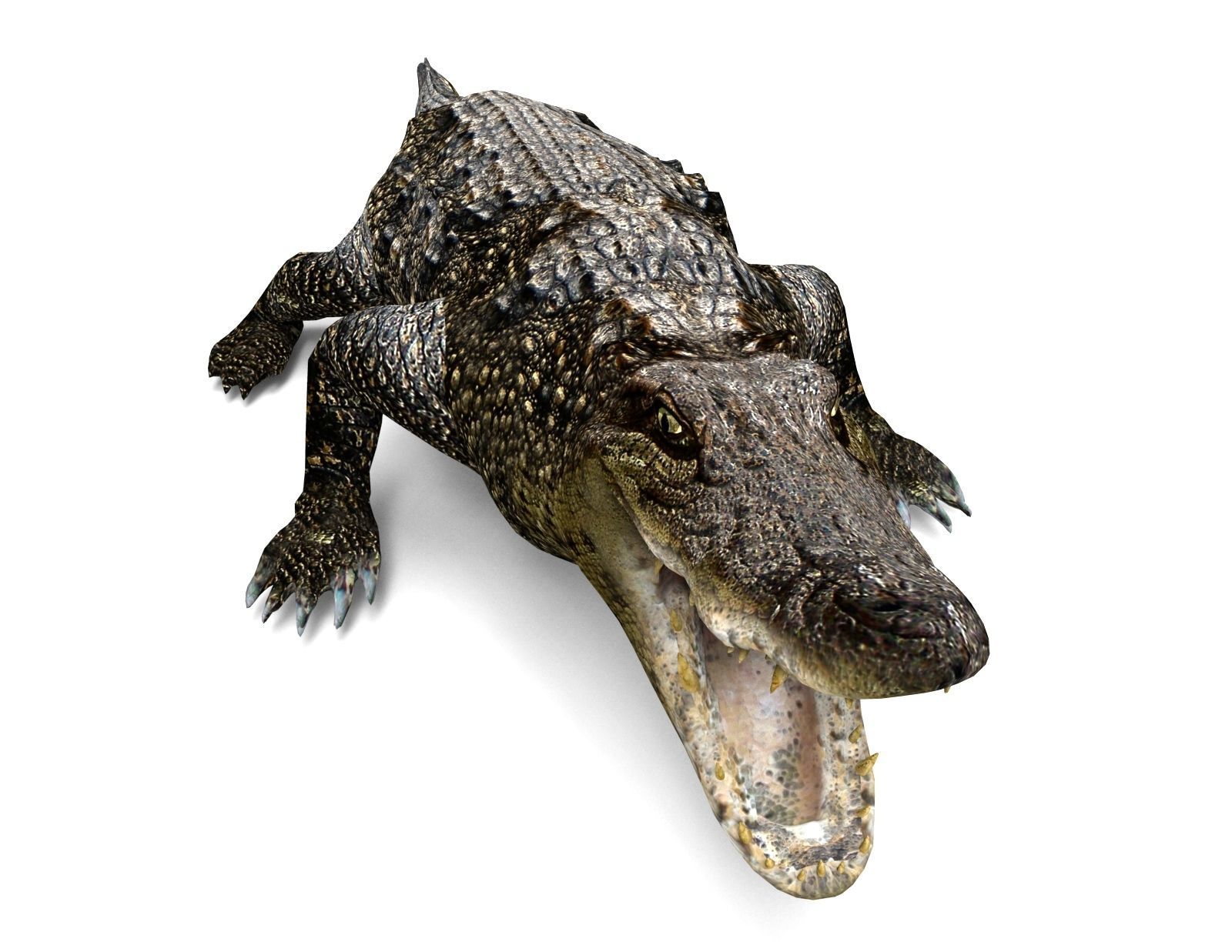3D Model crocodile alligator  Low-poly 3D model_2