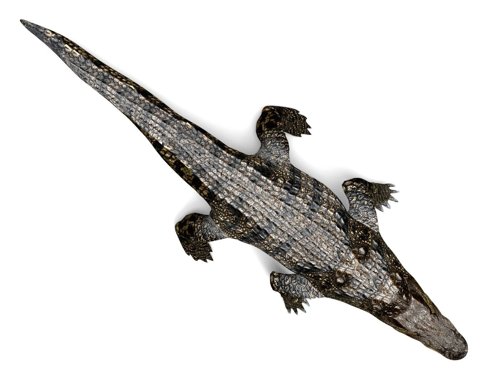 3D Model crocodile alligator  Low-poly 3D model_3