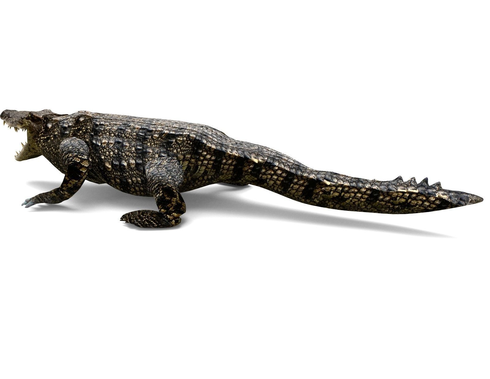 3D Model crocodile alligator  Low-poly 3D model_12
