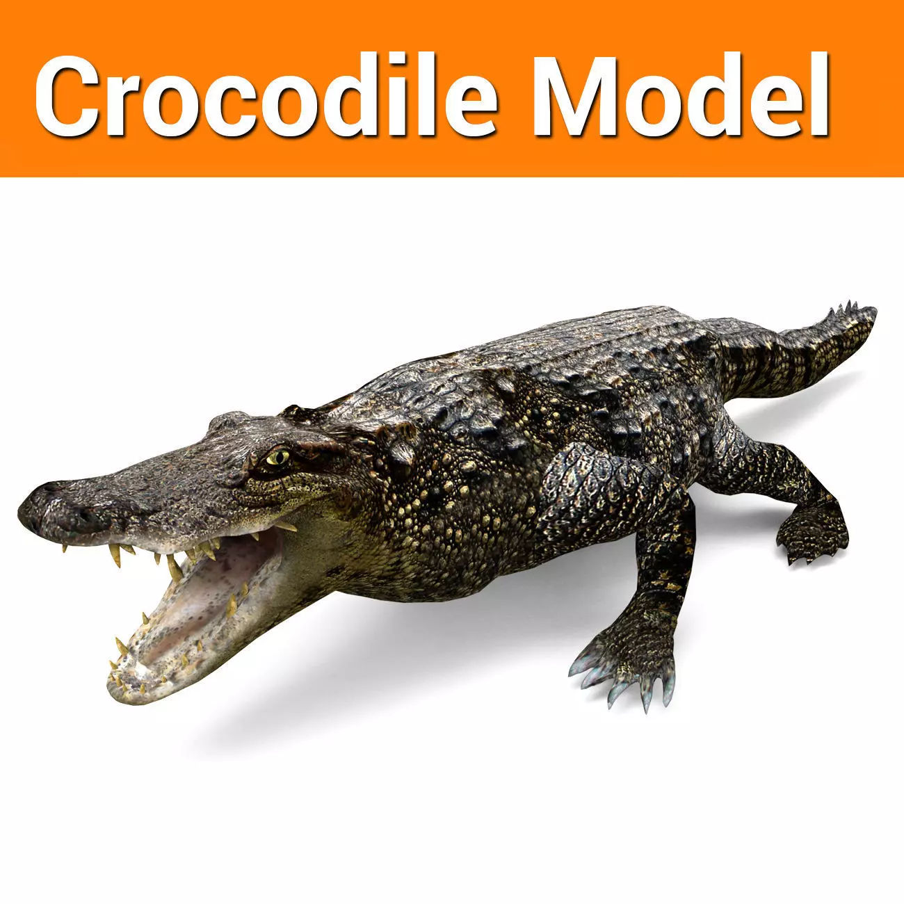 3D Model crocodile alligator  Low-poly 3D model_0