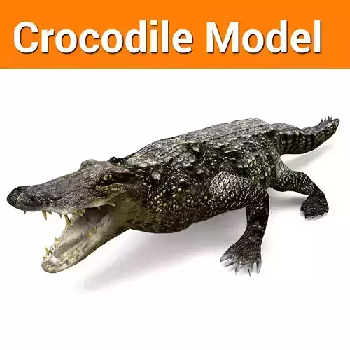 3D Model crocodile alligator 