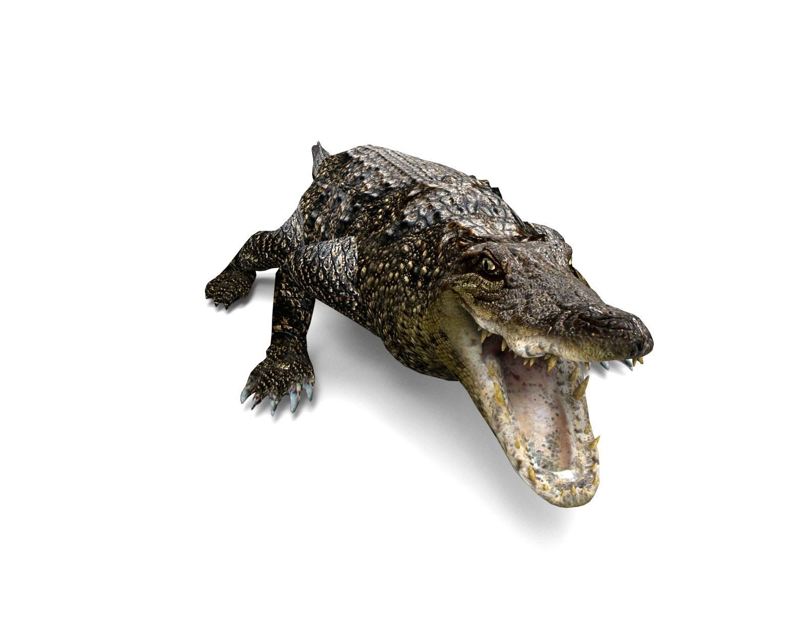 3D Model crocodile alligator  Low-poly 3D model_7