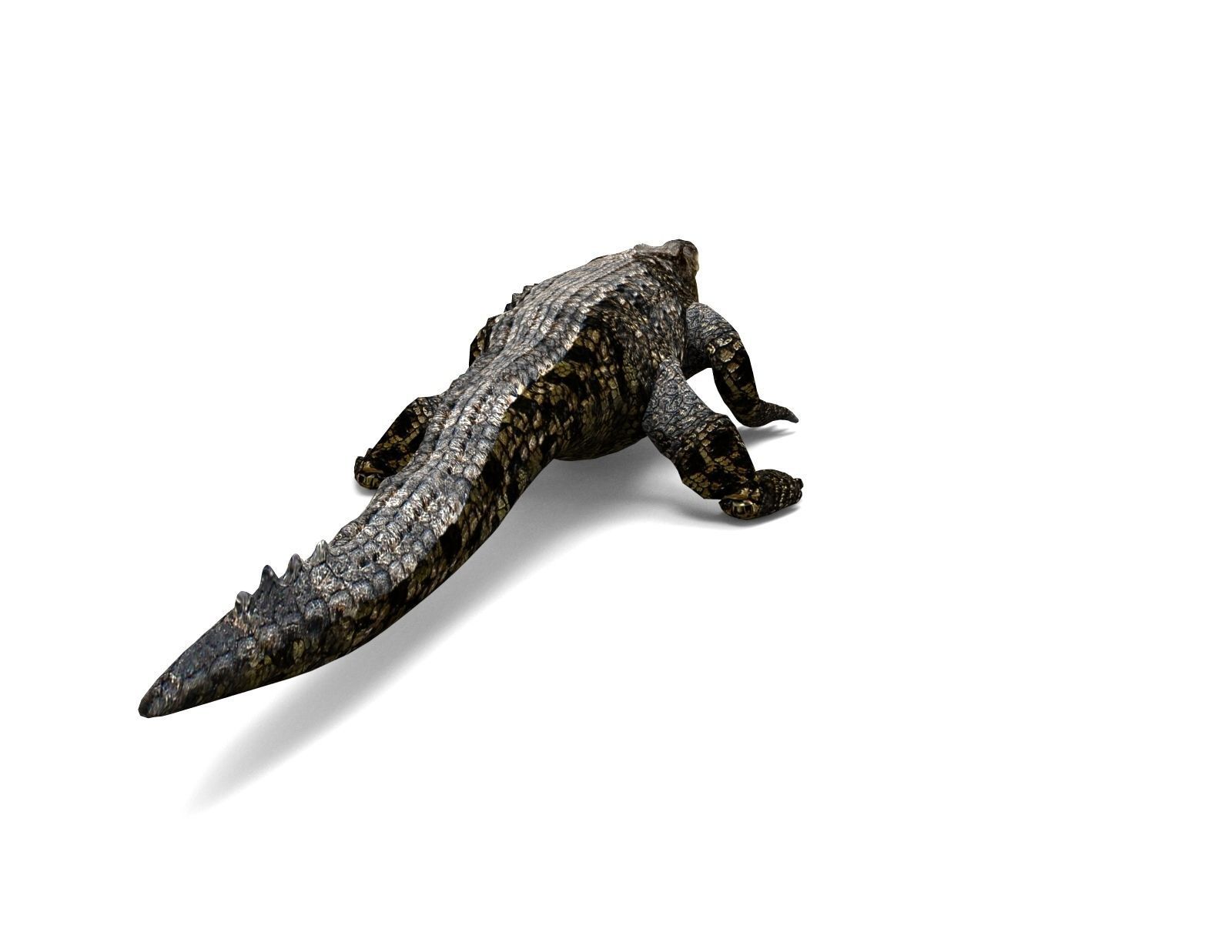 3D Model crocodile alligator  Low-poly 3D model_10
