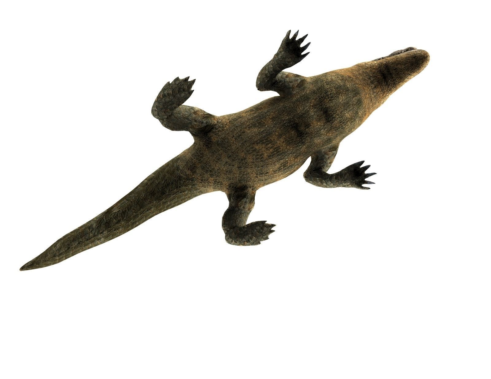 3D african crocodile alligator Low-poly 3D model_13