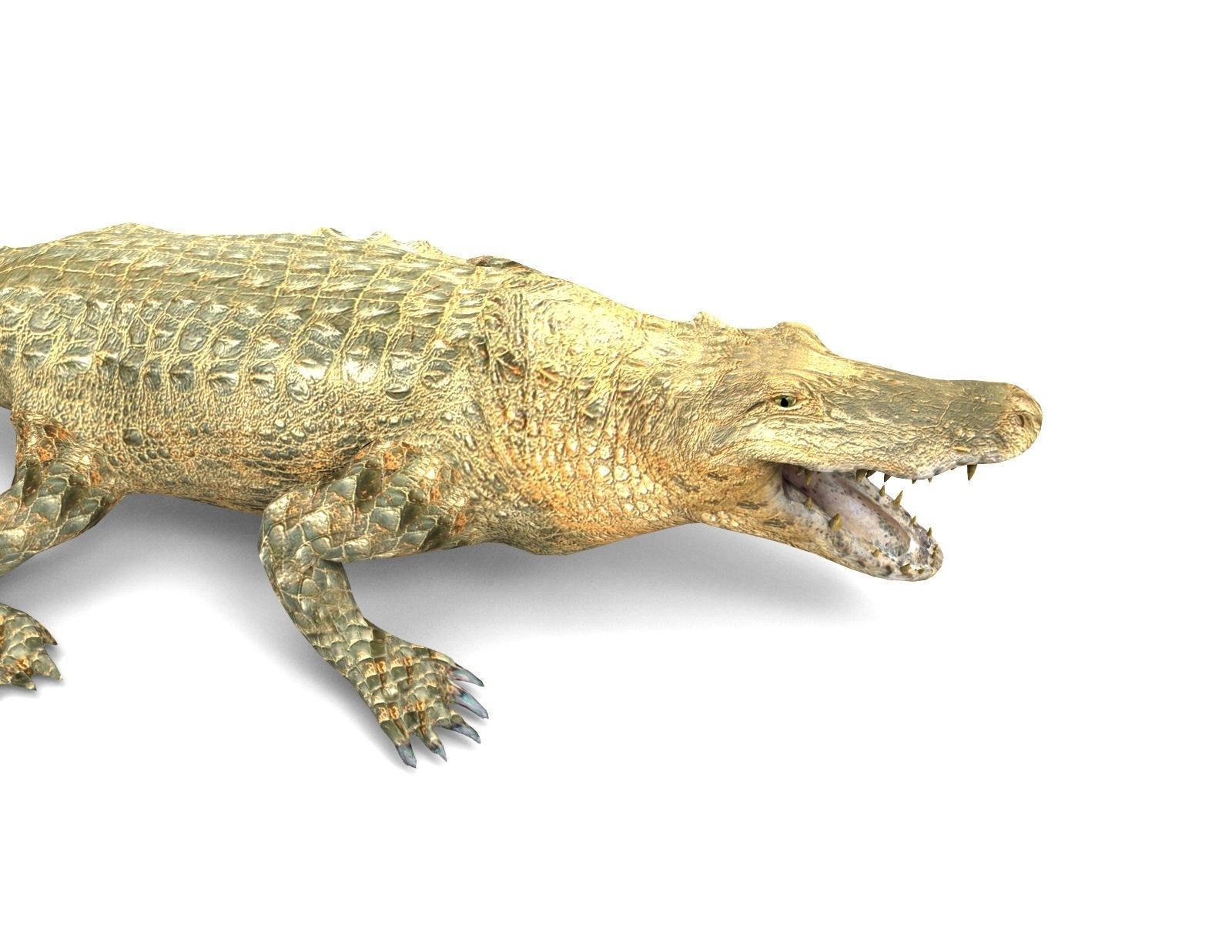 3D african crocodile alligator Low-poly 3D model_10
