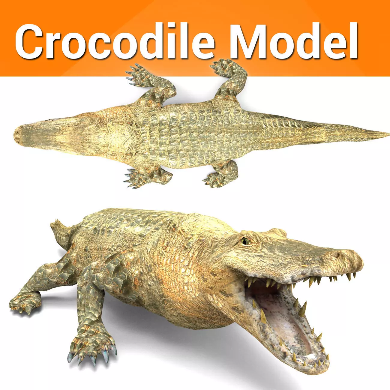 3D african crocodile alligator Low-poly 3D model_0