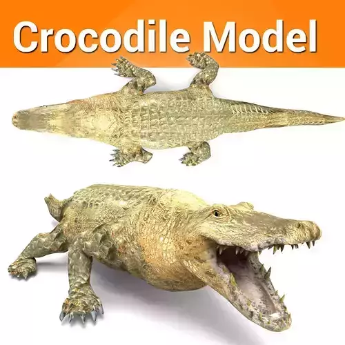 3D african crocodile alligator