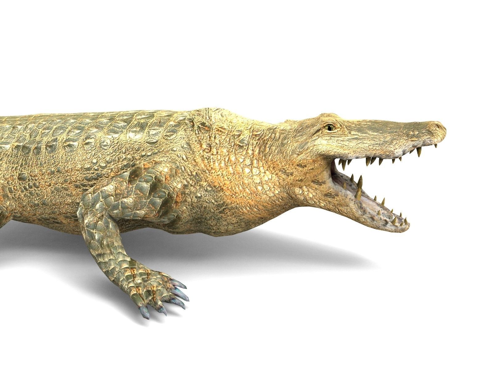 3D african crocodile alligator Low-poly 3D model_11