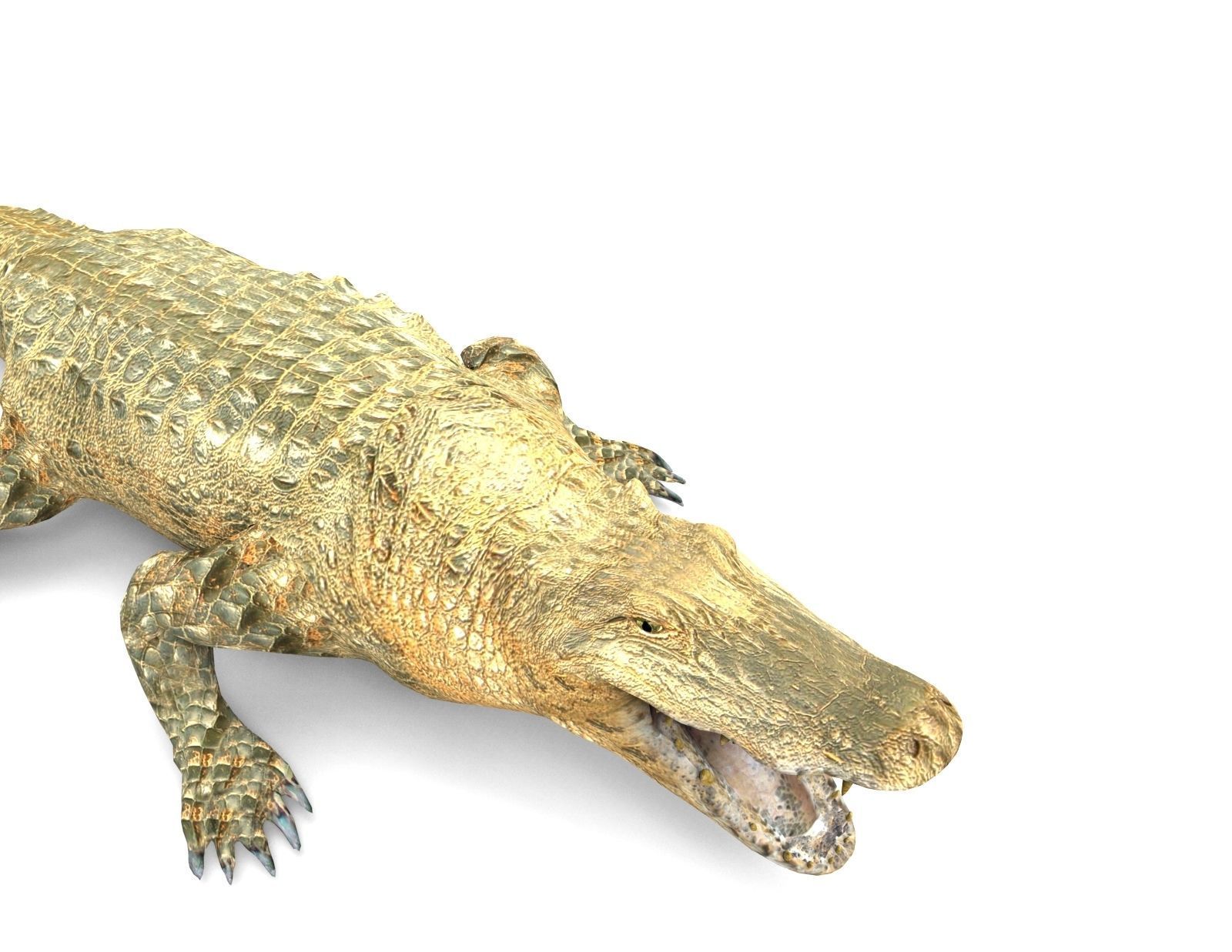 3D african crocodile alligator Low-poly 3D model_12