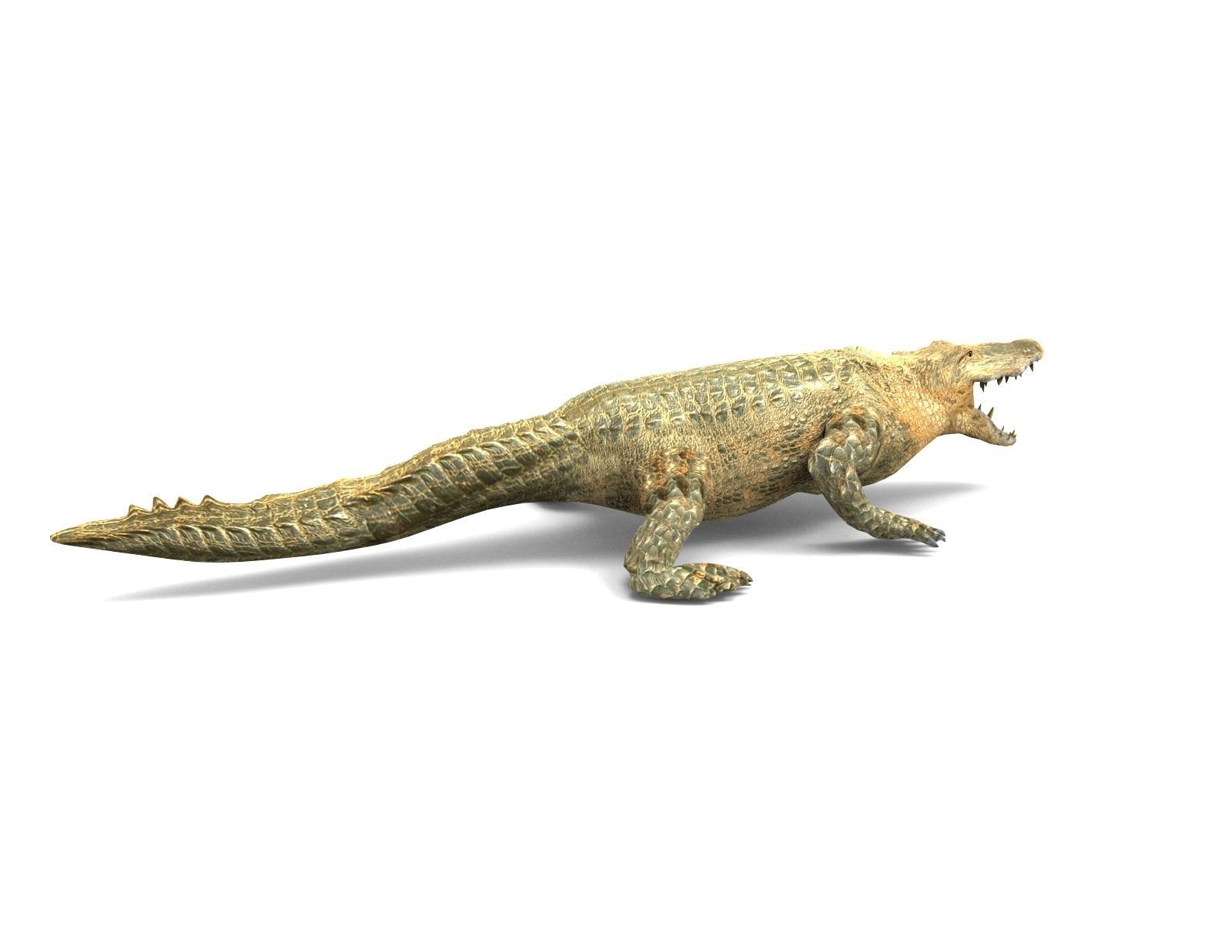 3D african crocodile alligator Low-poly 3D model_7