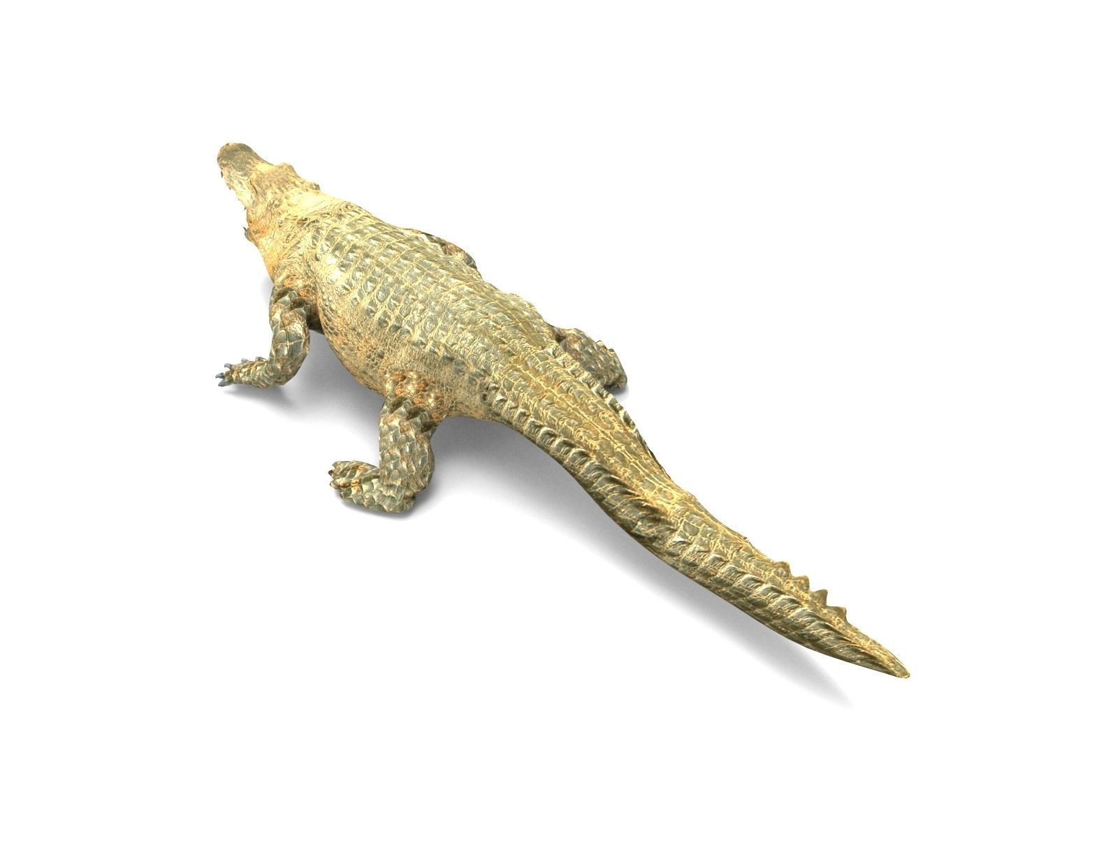 3D african crocodile alligator Low-poly 3D model_3