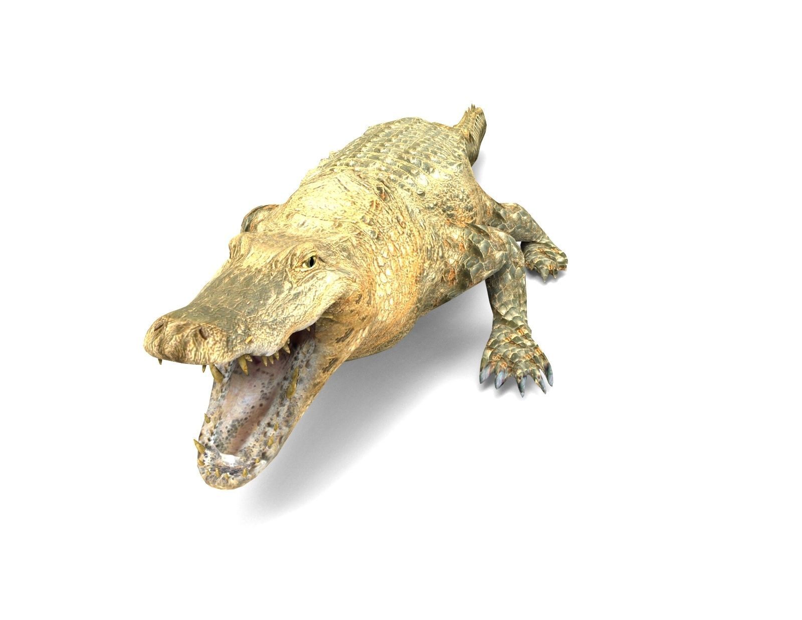 3D african crocodile alligator Low-poly 3D model_2
