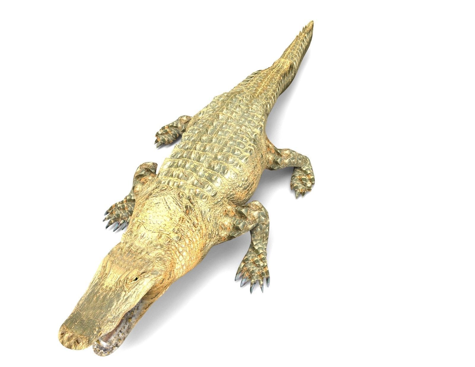 3D african crocodile alligator Low-poly 3D model_5