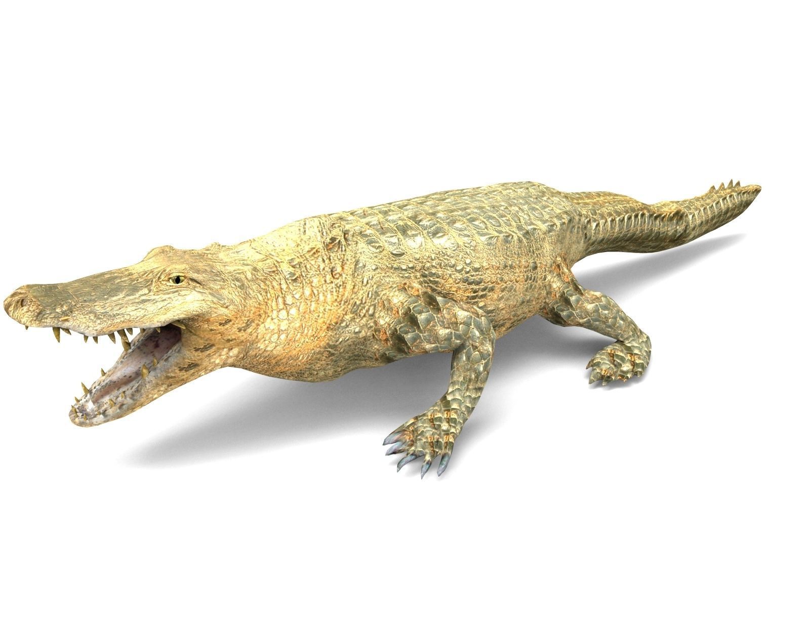 3D african crocodile alligator Low-poly 3D model_8