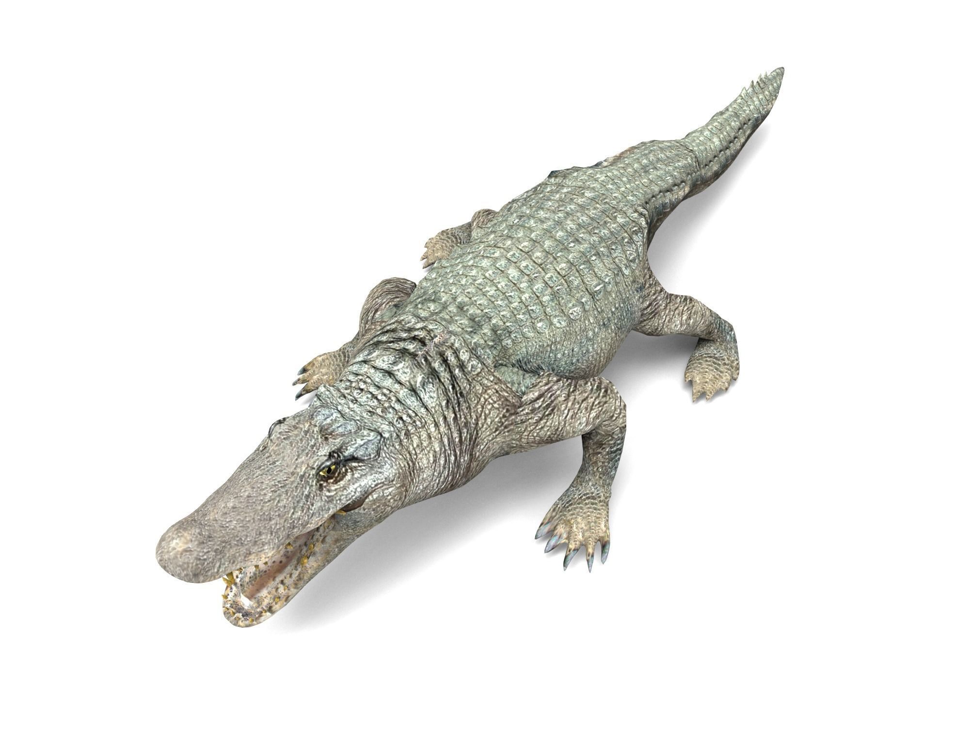 Crocodile 3D Models game ready low poly Low-poly 3D model_3
