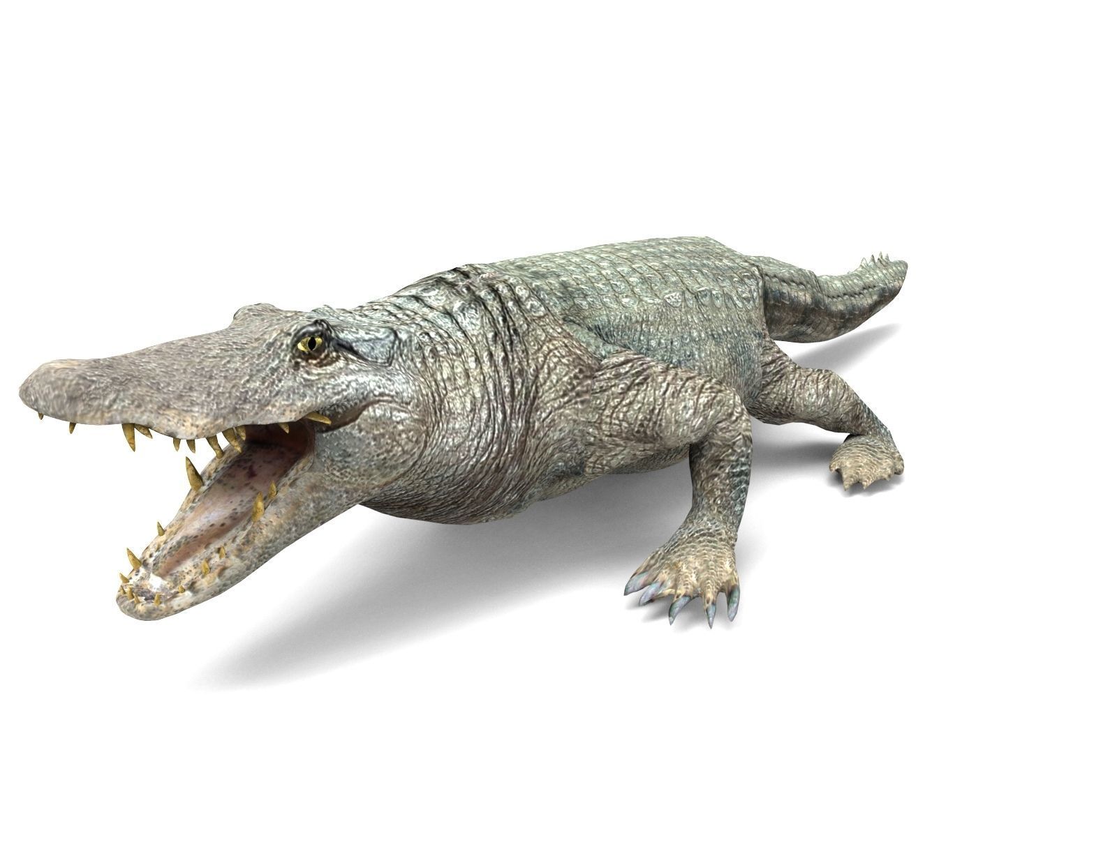 Crocodile 3D Models game ready low poly Low-poly 3D model_2