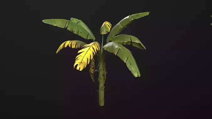 Tropical banana palm
