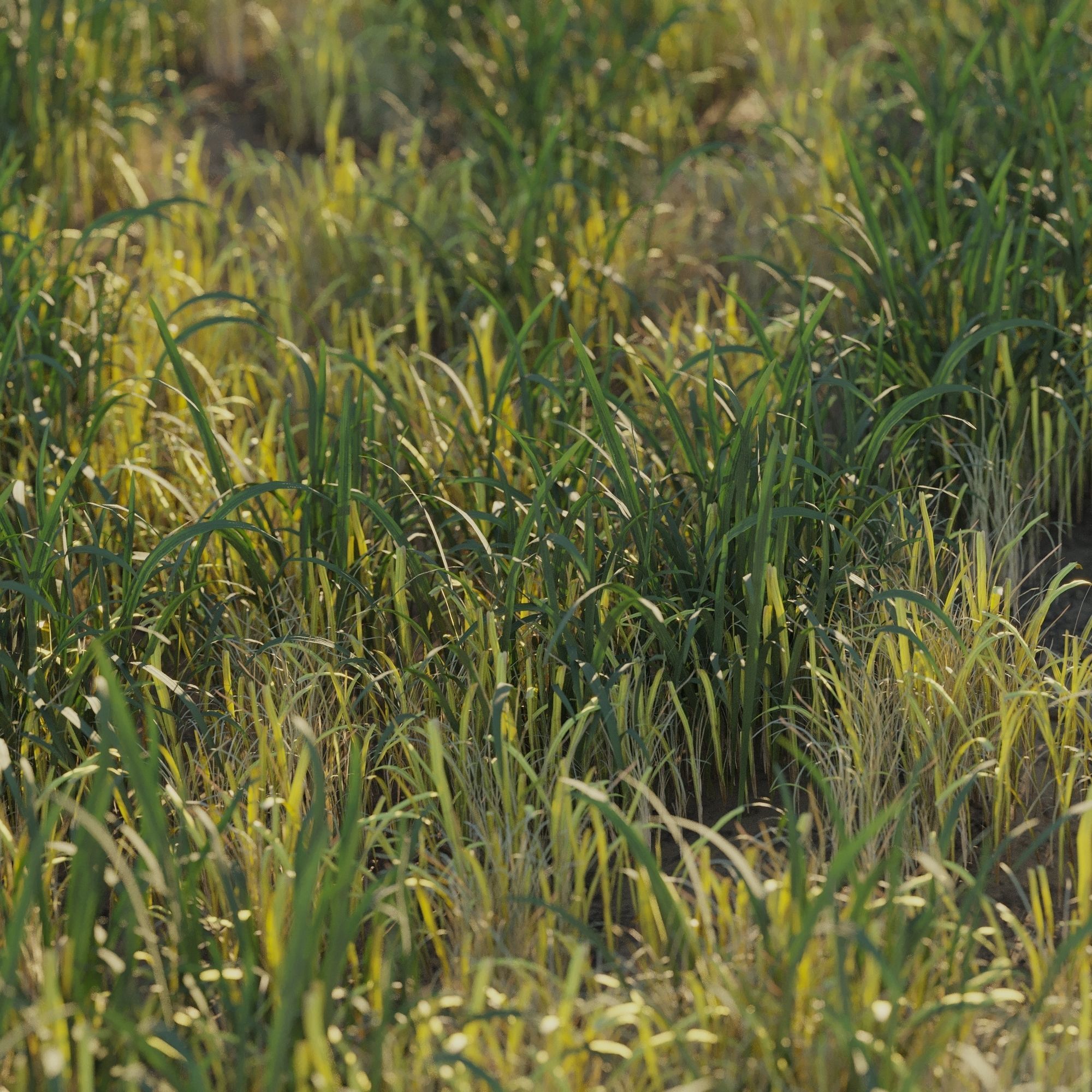 Uncut forest grass collection 03 3D model_2