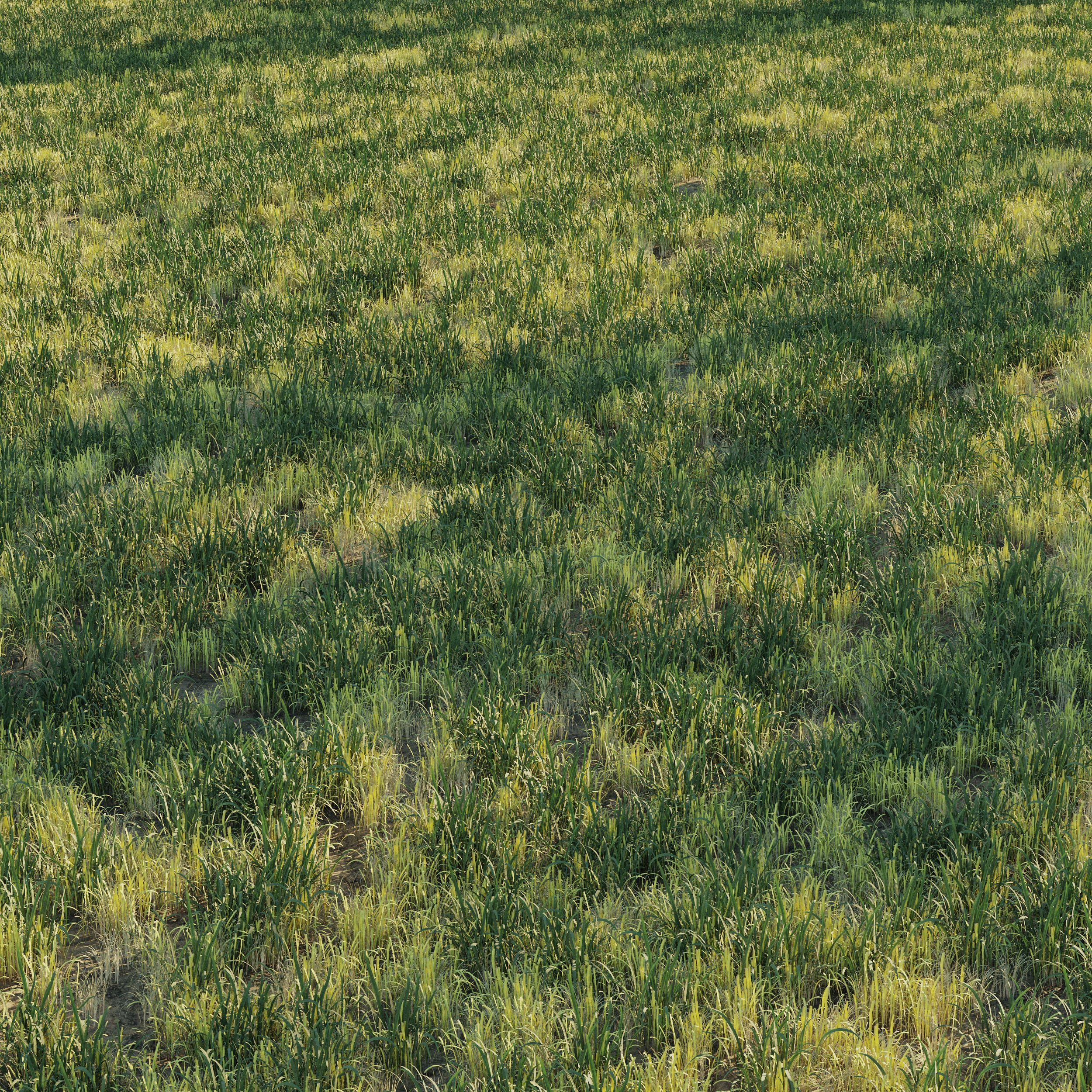 Uncut forest grass collection 03 3D model_1