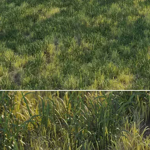 Uncut forest grass collection 03