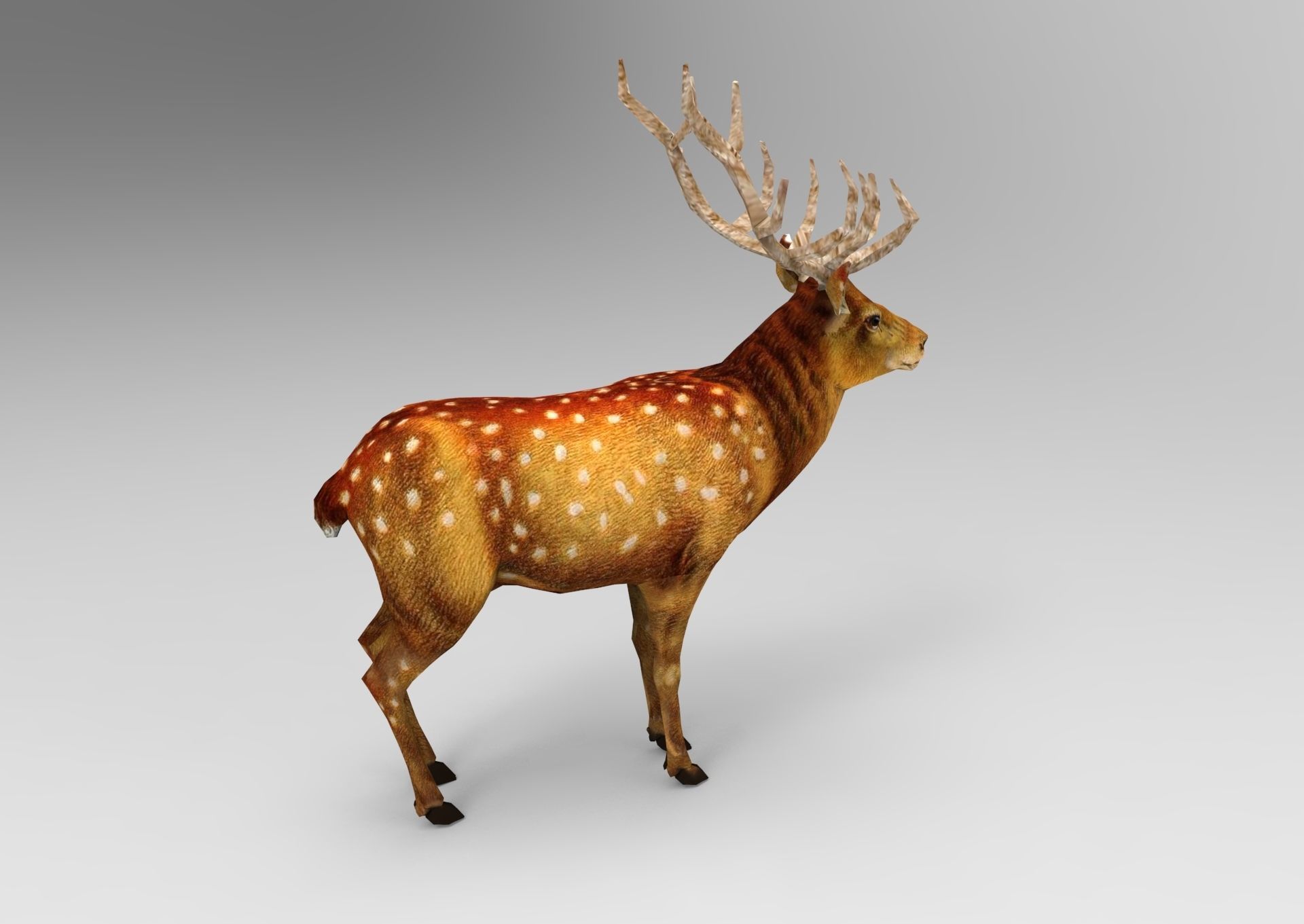 3d Deer low poly with antlers Low-poly 3D model_5
