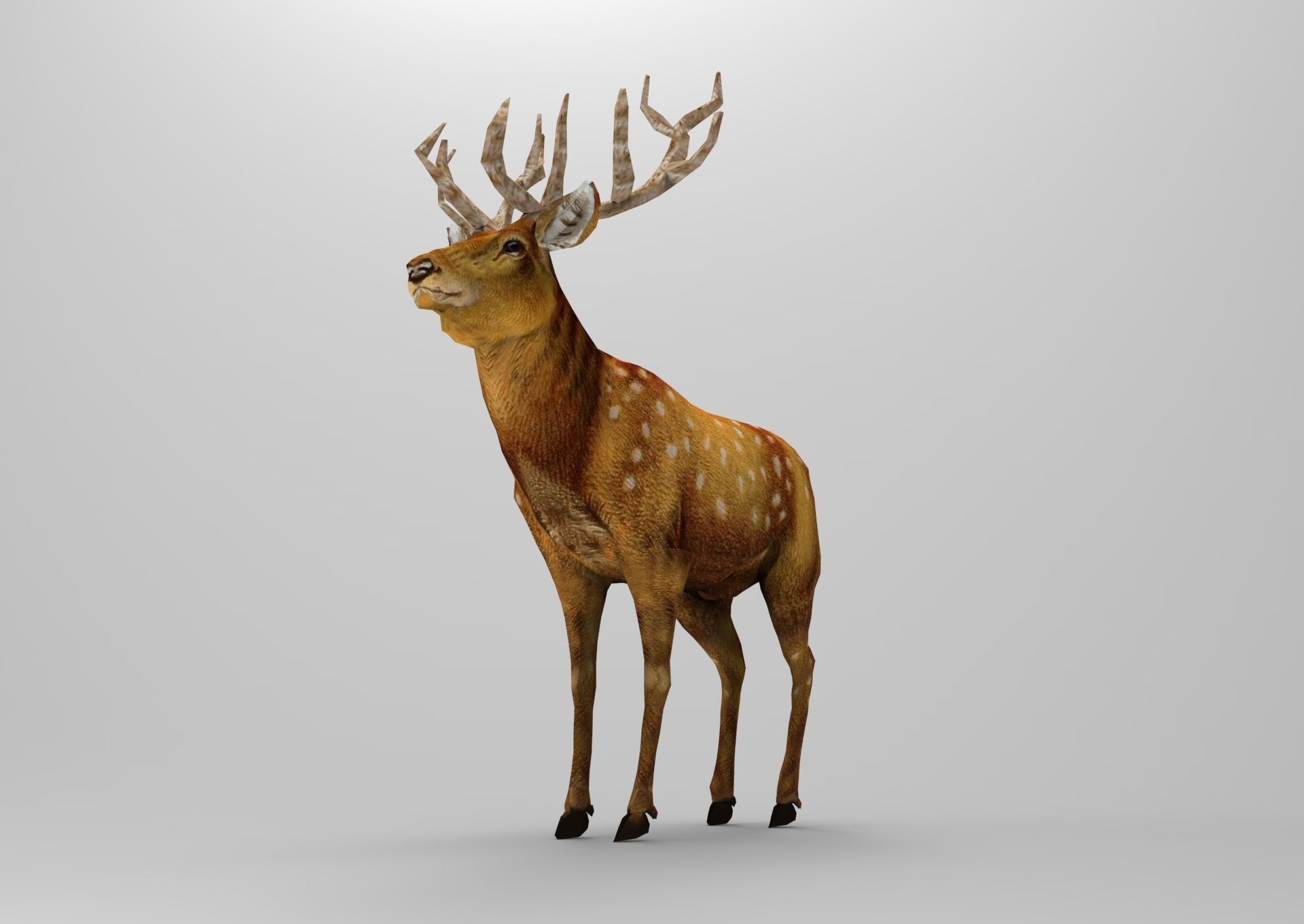 3d Deer low poly with antlers Low-poly 3D model_15