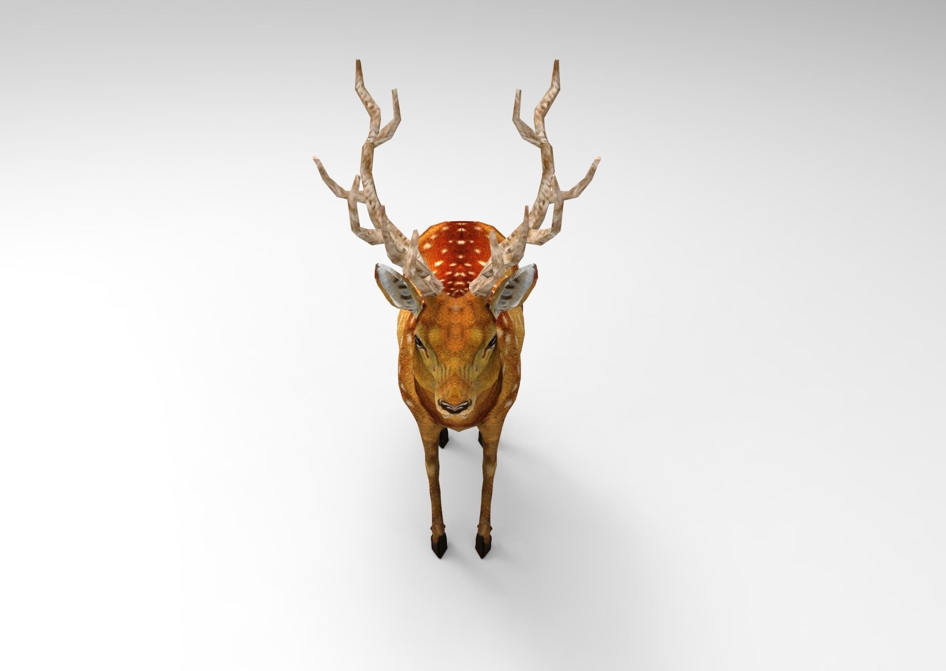3d Deer low poly with antlers Low-poly 3D model_9